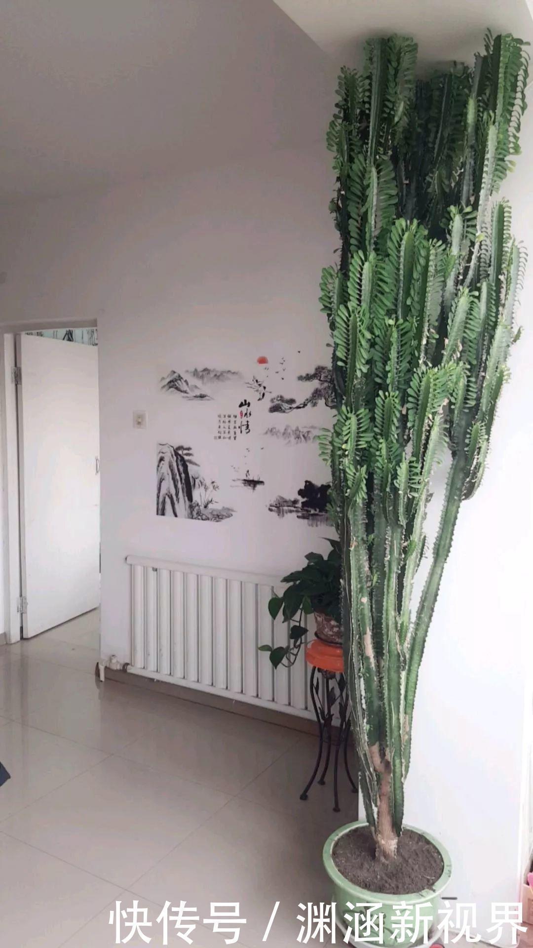 浇水|会养花的人都选它，耐旱又好活，2年养成小树桩！