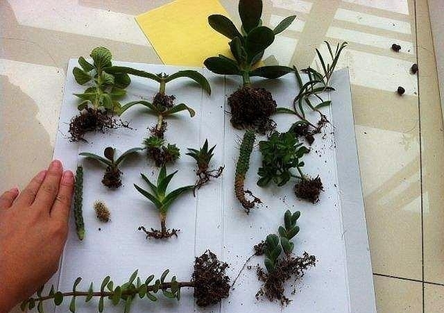 “这”5种花太贵，“掐”1片叶子，一插就活，别“白”花钱了