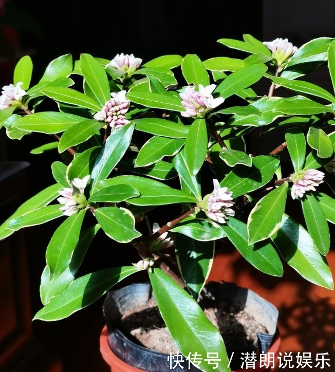 喜欢养芳香花卉的人,客厅只养一盆“夺香花”,好闻又大气