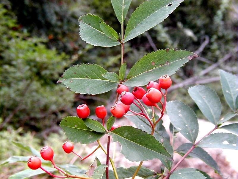 群落|泰山发现野生黄精群落及近危物种泰山柳