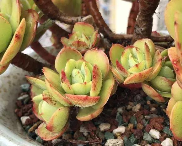 4种大型多肉超霸气,个个都是“巨无霸”,越养越值钱!