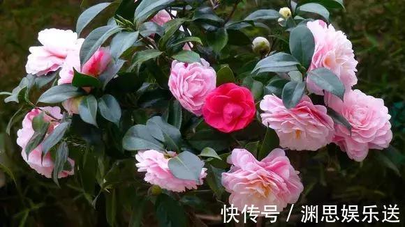 茶花蟹爪兰,喝点酒,喂点糟,晕晕乎乎就疯长,花开满枝头!