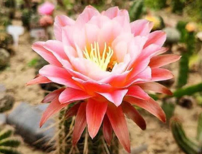 4种花养在家里，花朵硕大，花期长，香气满满，人见人爱