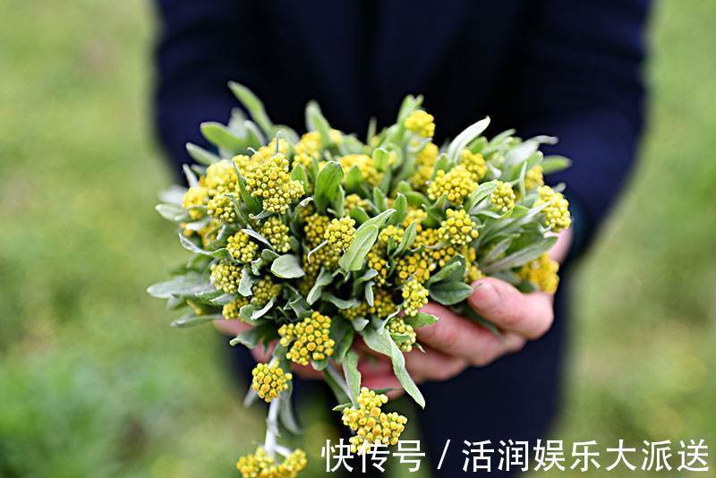 清明节|农村一种野草,人称“草中燕窝”,营养高、味道好,常做饼吃