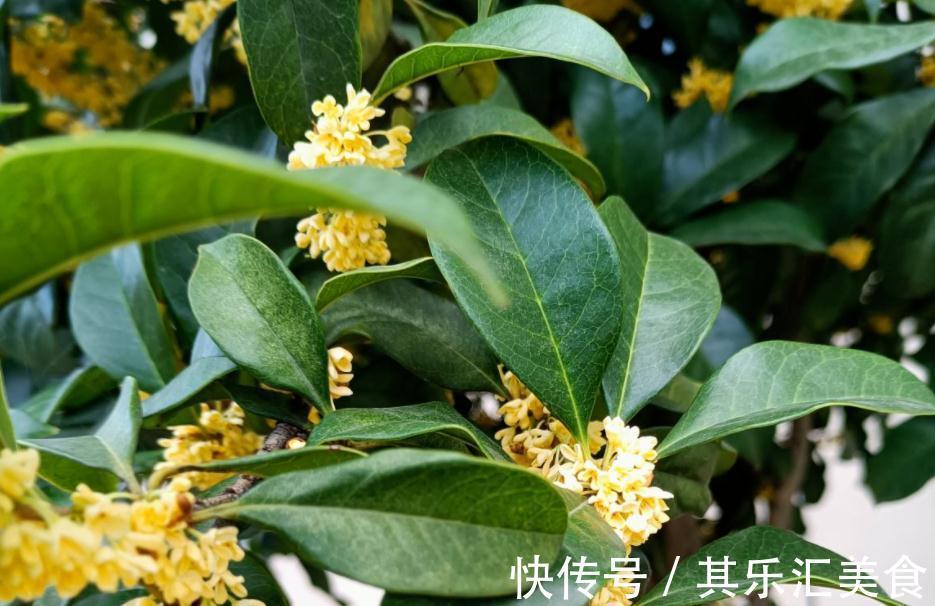 家庭盆栽桂花树,牢记3点,秋冬呼呼开花,香味浓郁特迷人