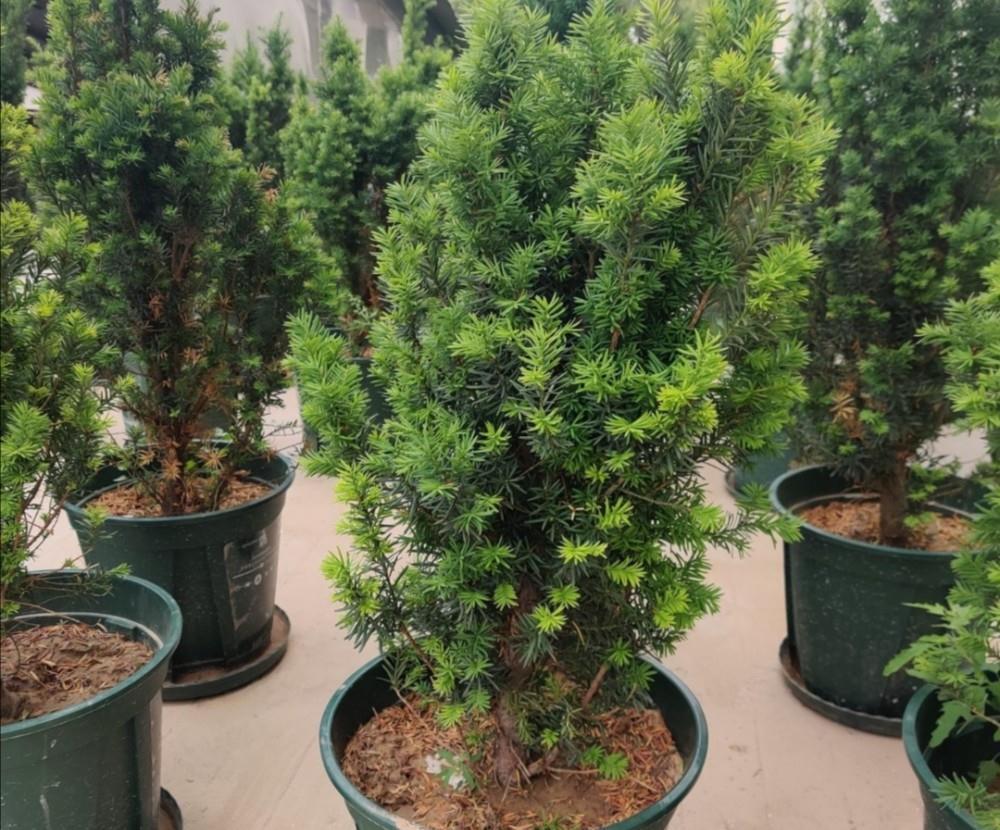 家庭盆栽红豆杉,多小心这5个细节,红果绿叶喜庆又别致