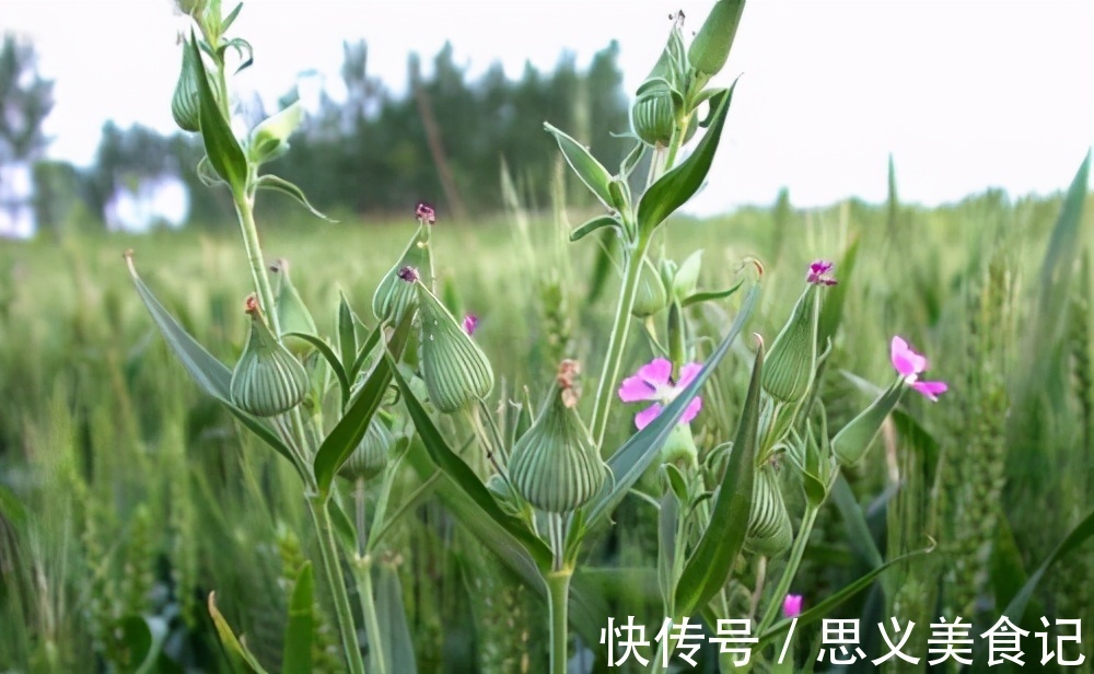 小麦|农村这种野草,其价值珍贵,治疗痰、咳嗽、尿血和月经不调