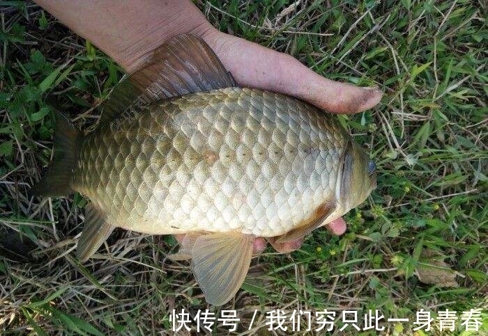 冬季钓鱼选浮漂,认准2点,每次都能钓得过瘾