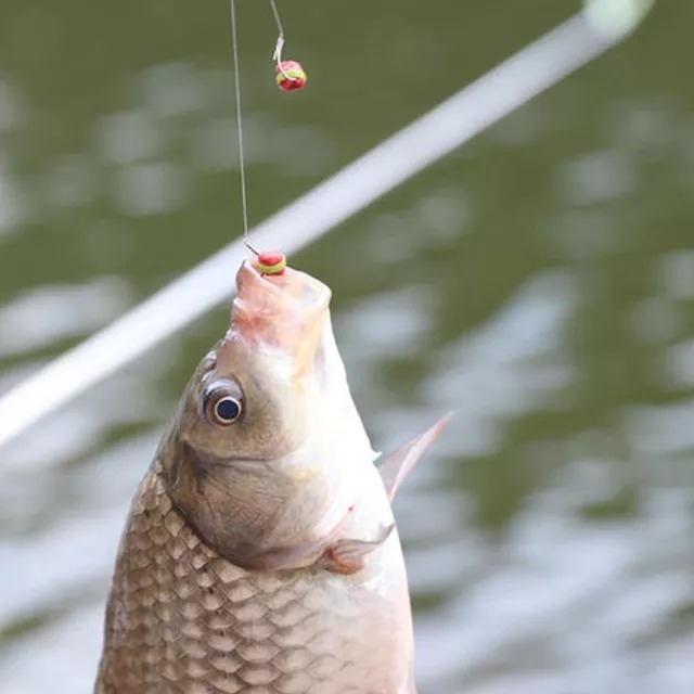 各种鱼窝详解,看完打窝一钓一个准,垂钓大师都羡慕你!