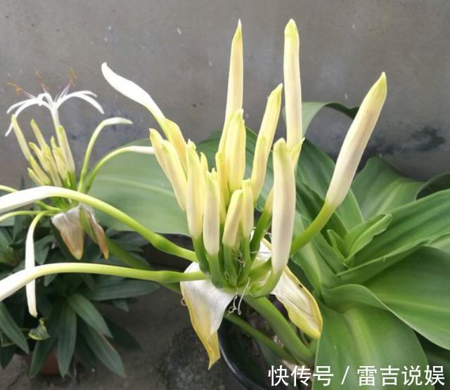 球根花卉文殊兰,比朱顶红好养,做好“几点”,夏季开爆香气十足