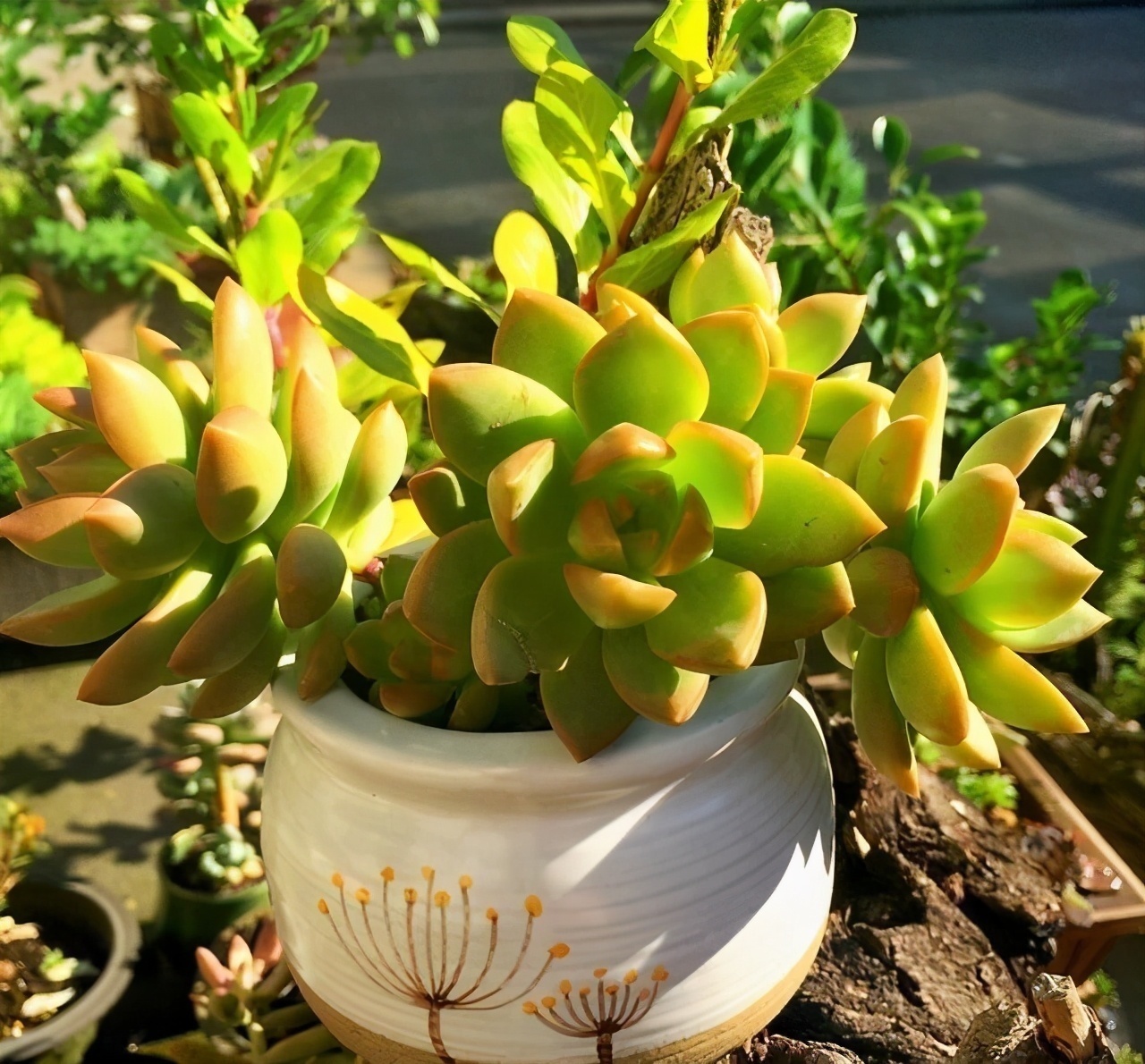 6款多肉大普货,完全靠实力征服花友,养护简单出状态真好看