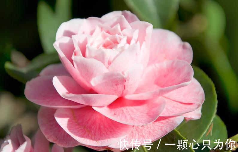 南方花草植物需要使用什么土壤,弄懂这些基础,养花不轻易枯萎