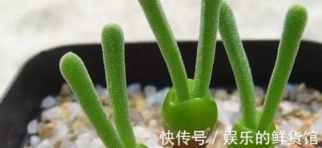 多肉长残的照片,看一次笑一次,根治各种抑郁