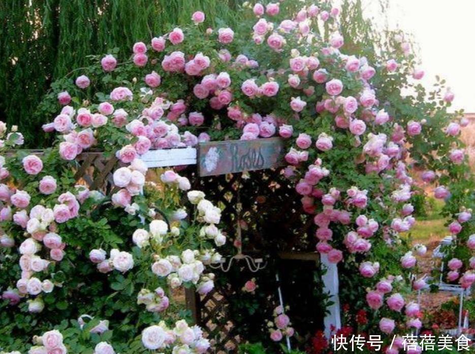 养花就养个花期长的,花大色艳,越晒开花越多,家里变花海!