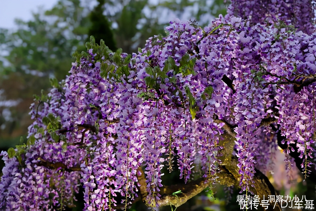 这“三种花”颜值高，但一楼住户需慎养，邻居会投诉只能都拔掉