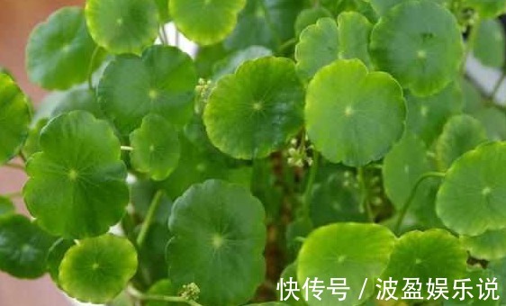 黄叶|水培铜钱草为什么总是黄叶,注意两点就可以挽救,叶片恢复生机