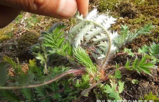 野生植物|农村常见的野生植物,农村娃视其为零食,殊不知可以入药