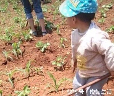 除草|3岁儿子去农村爷爷家，居然学会了除草，爸爸乐得哈哈大笑