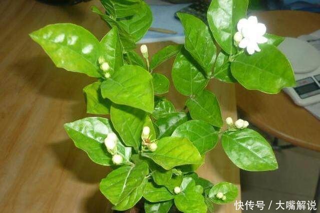 花朵|自从老婆在家中盆栽这种花后,满屋子都是清香,连香水钱都省了