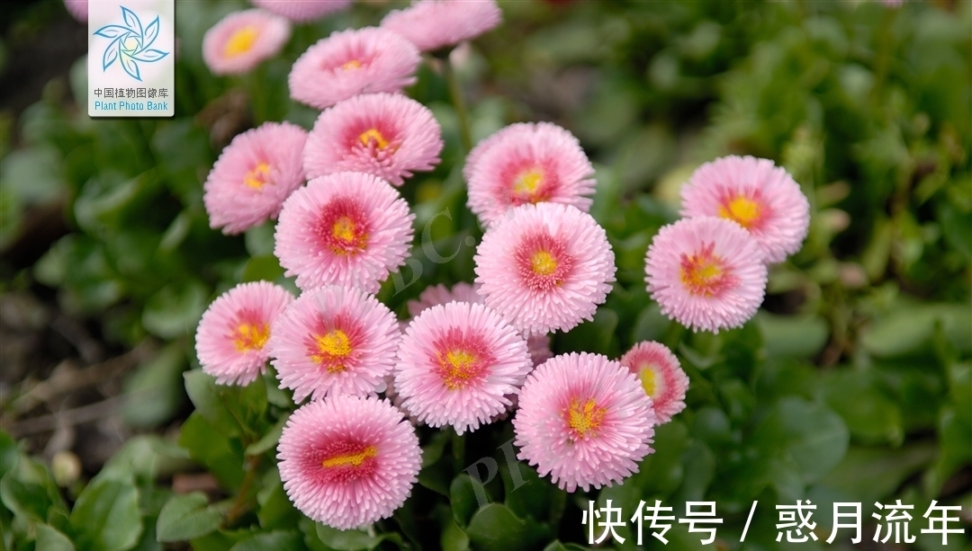 科学家&让科学家头疼的花,它高低得算一个