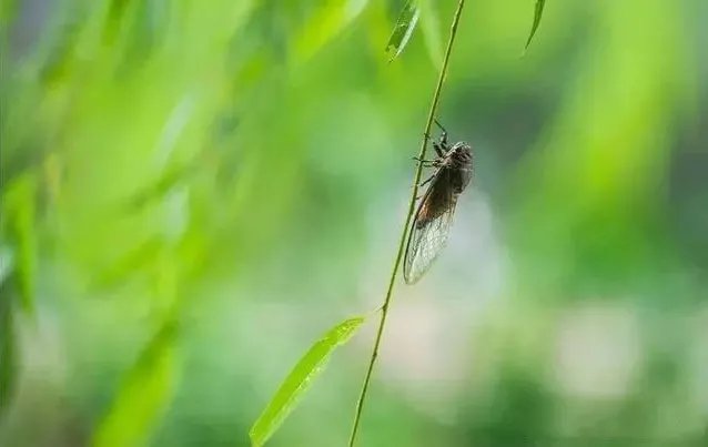 诗词|诗词丨夏天最美的瞬间，都藏在诗词里