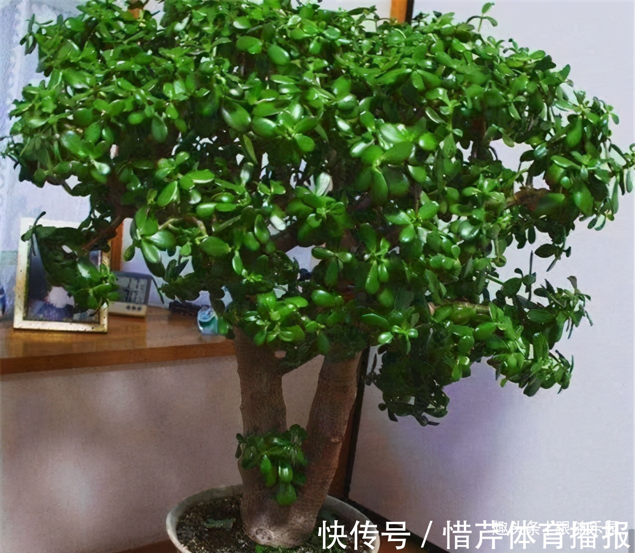 3种“养人花”,好看好养又能净化空气,越养越“贵气”!