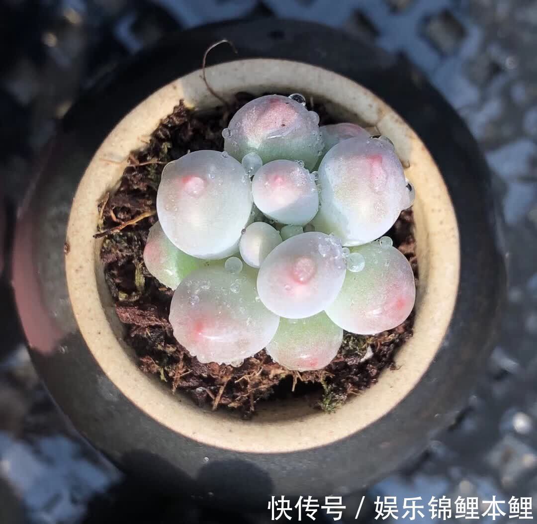 育苗|秋季天转凉,拿多肉的枝条、叶子来扦插育苗,好操作又成活率高