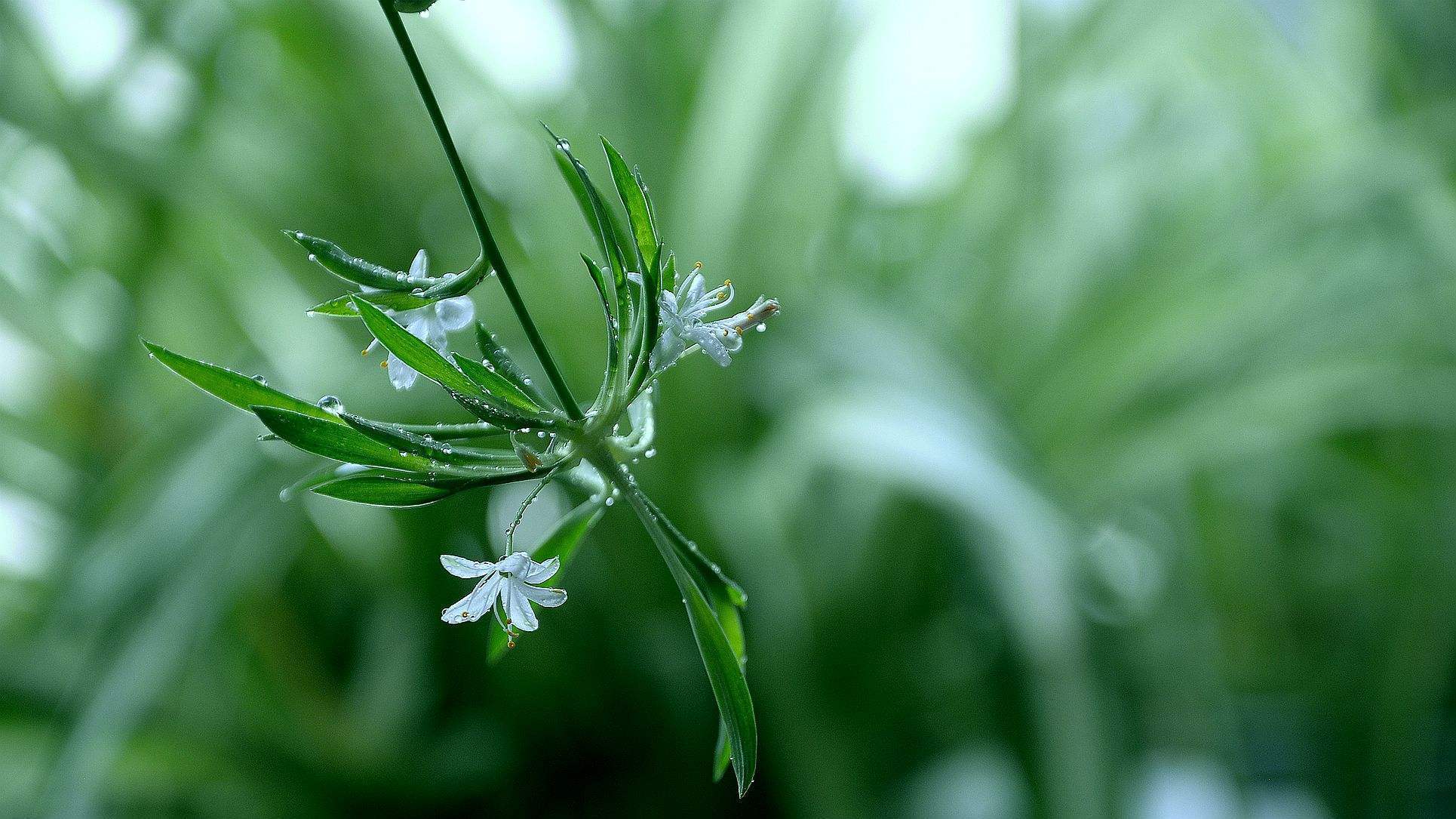入秋后，吊兰怎么养只需“剪一刀”，新叶疯长，胜过每天施肥！