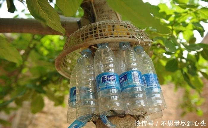 神器|八十岁老人做防偷神器, 核桃再没丢过, 网友: 爷爷还是厉害