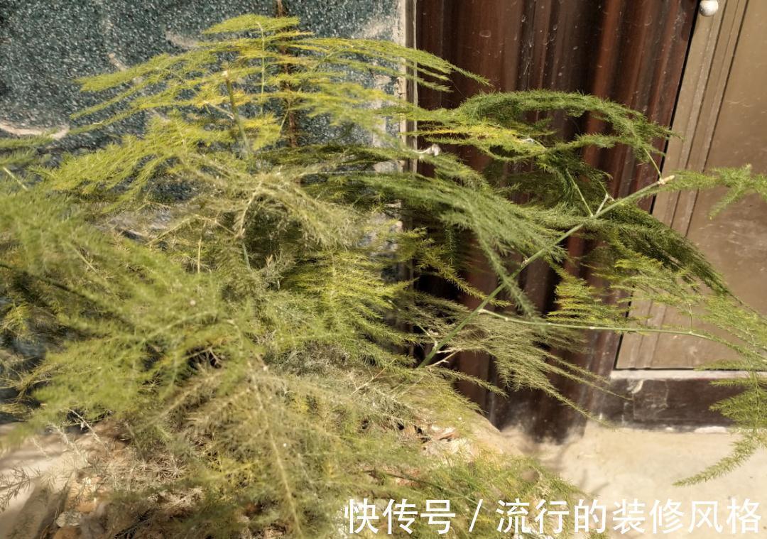 黄叶|养花“黑名单”实在太难养,心累