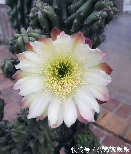 花花|20年的兰花,100年的仙人掌长什么样开眼了!