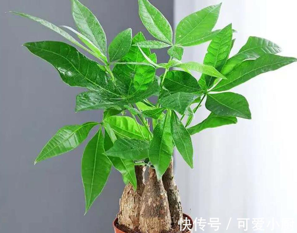 几种花难过冬季坎，黄叶烂根不生长，秋冬买花忽略它