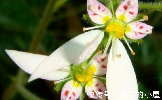 叶厚|农历7月30日开始，养花养个耐看的，耐晒又耐热，花色艳丽