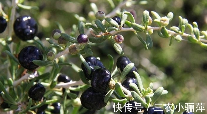 农村|农村种植一种野果,被称为软黄金,现在市场上一斤2000块钱
