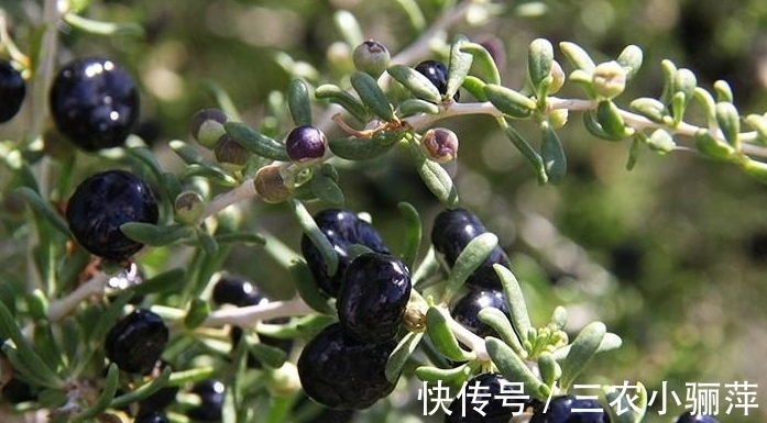 农村|农村种植一种野果，被称为软黄金，现在市场上一斤2000块钱