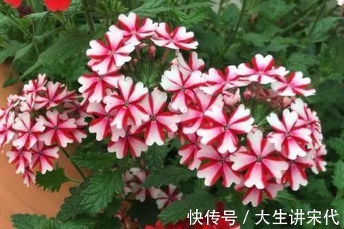 4种花是爆盆能手，懒人新手都能养好，满树都是花朵，漂亮极了