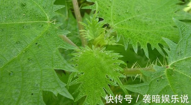 此物|在农村此物亦草亦花,可解蝎子毒马蜂毒,可治中暑消肿止痛!