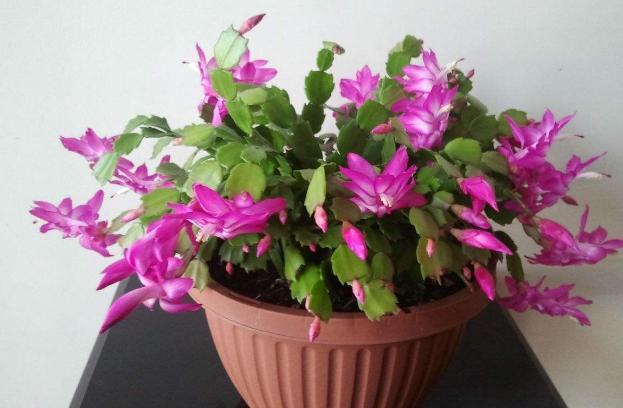 水溶肥|秋养君子兰、蟹爪兰、长寿花，注意这些，植物成长开花不受干扰