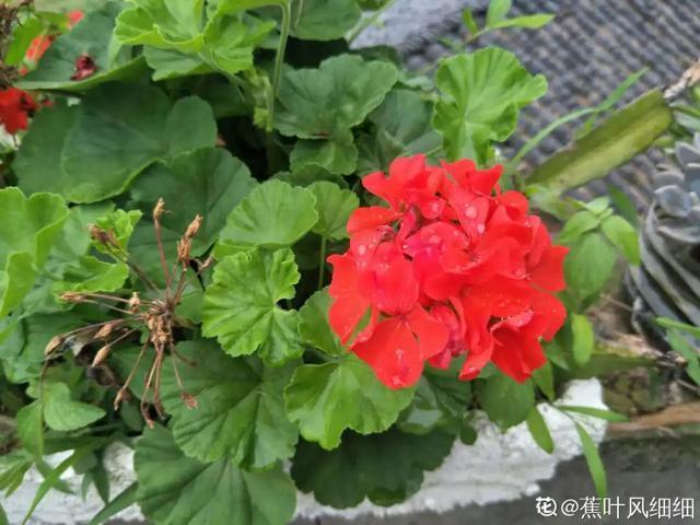 休眠期开花,剪掉才能活,需要一些养护技巧,才能保证安全度夏