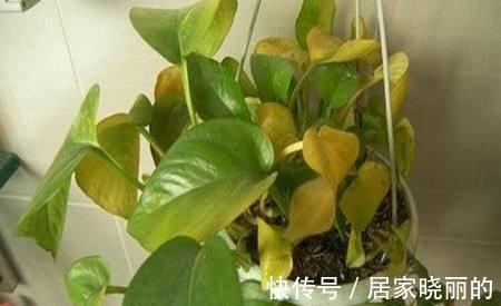 花卉|养花叶子发黄怎么办,掌握方法技巧,轻松解决问题