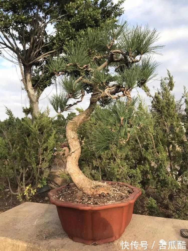 植物体|玩好盆景不容易，玩死它却是手到擒来