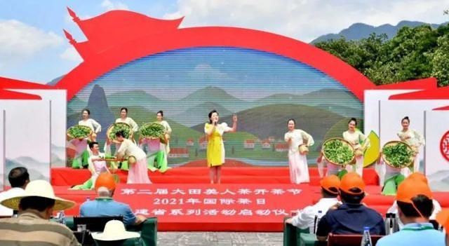 大田 开茶喽!三明大田“美人”娇艳绽放