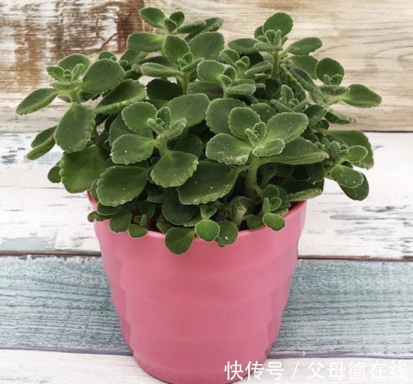 6种花真“养人”,养在家里空气清新,对睡眠有帮助,值得拥有