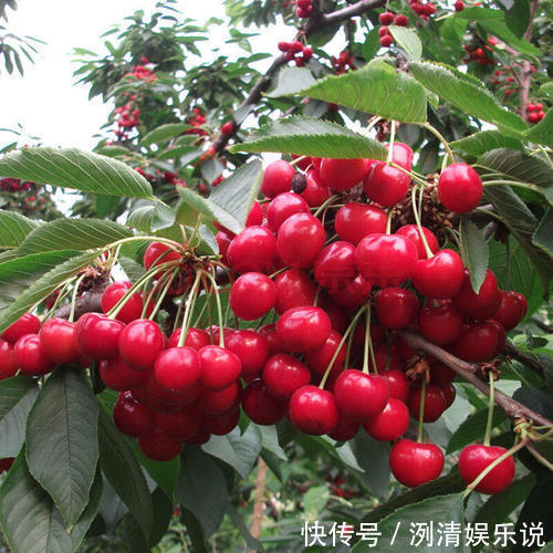 阳台上|阳台也能种果树,植株矮小,年年结果,比雪梨还甜,埋土就活