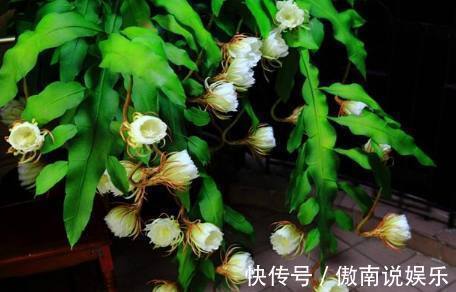 养殖|别人家的昙花一年开四次,你家的昙花四年开一次,区别在哪里