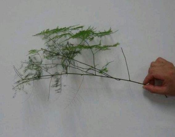 文竹不用买,仅用“一根枝”,30天后养出一整盆,叶子绿油油!