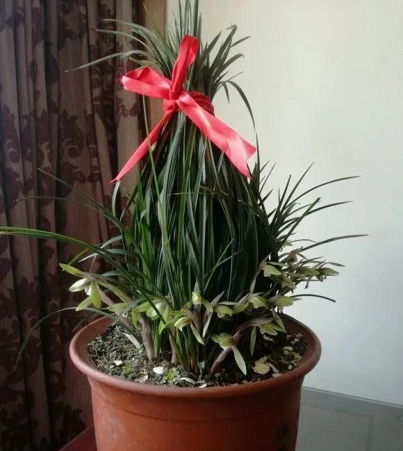 一棵长寿的花，124个花箭，开花，锅盖打开的方法