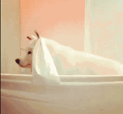 |搞笑动图:小家伙,躺着卖萌噶哈呢!