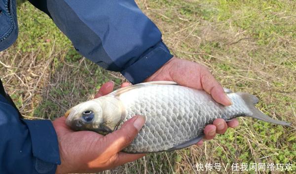  鲫鱼|冬钓鲫鱼，5不原则，气温低鱼情差，外出钓鱼别盲目！