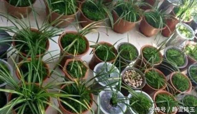 胡大妈养“兰花”,用一种令人厌恶的“营养液”,1盆养成20盆